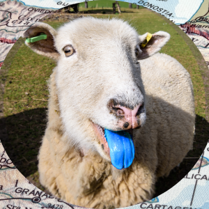 Oveja con lengua azul